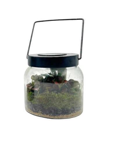 6" Tall Solar Terrarium w/2 plants